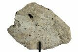 Dinosaur (Triceratops) Frill Shield Section - Montana #244643-2